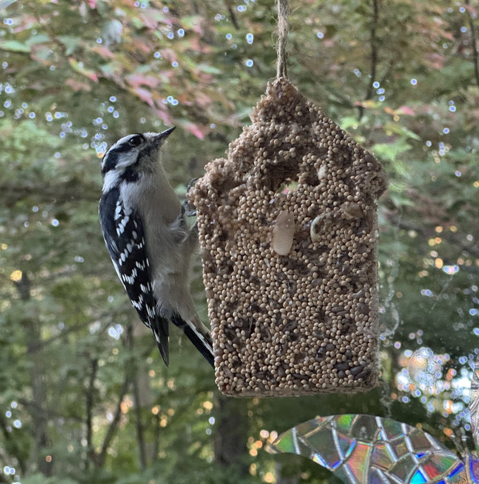 Downy Woodpecker feasting on seed ornament