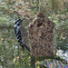 Downy Woodpecker feasting on seed ornament