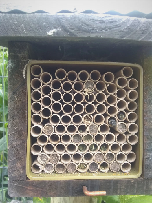 Replacement Mason Bee Fiberboard Nesting Tubes - being used by a variety of native bees