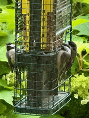 three newly fledged black-capped chickadees clinging to squirrel buster suet feeder