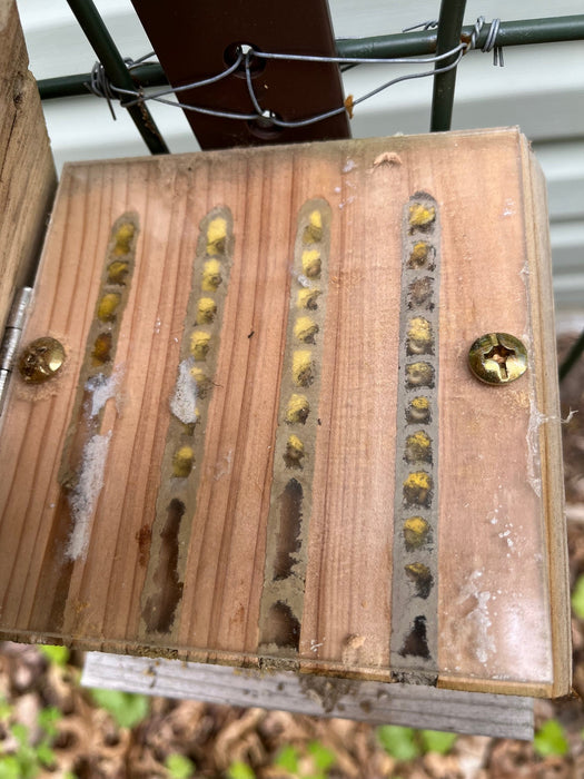 mason bee occupation of the house top view