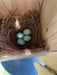 bluebird nest with 4 eggs