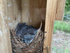 bluebird nestlings in nest box