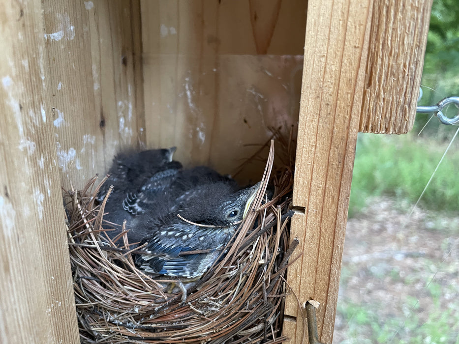 bluebird nestlings in nest box