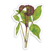 Sticker featuring botanical illustration of Jack in the Pulpit wildflower and foliage on white background
