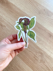 Hand holding sticker featuring botanical illustration of Jack in the Pulpit wildflower and foliage on white background