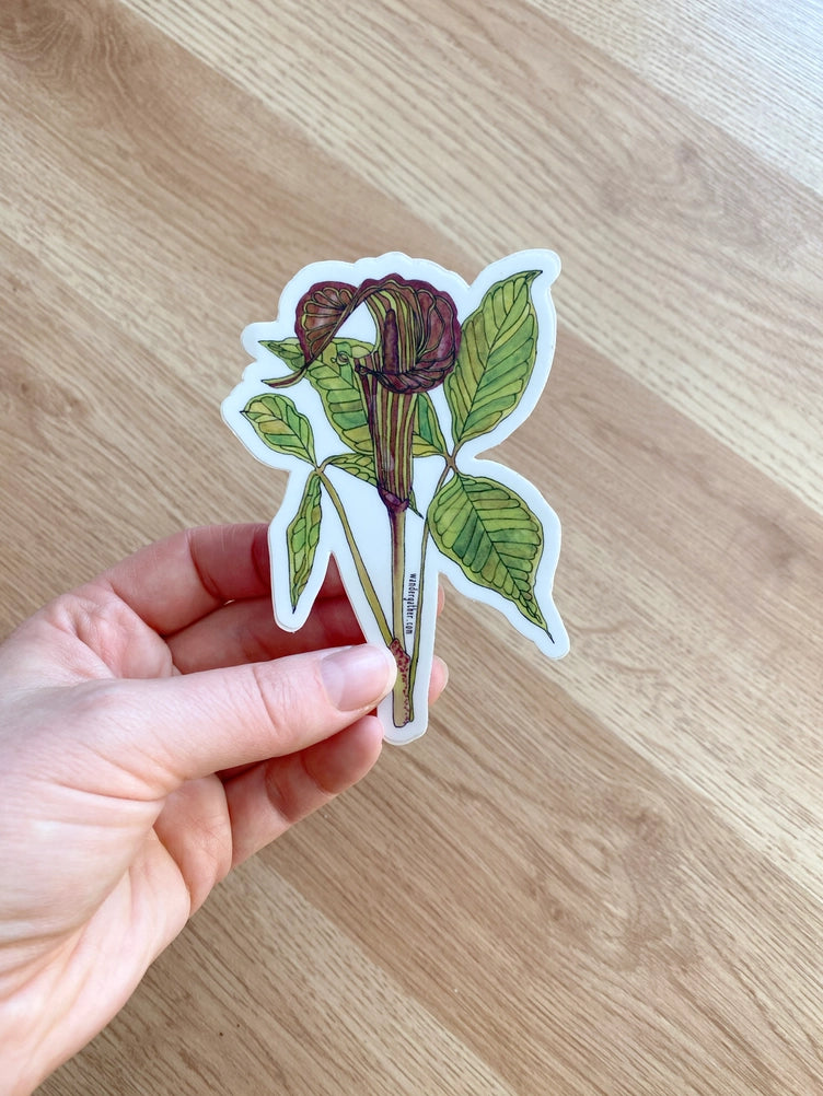 Hand holding sticker featuring botanical illustration of Jack in the Pulpit wildflower and foliage on white background