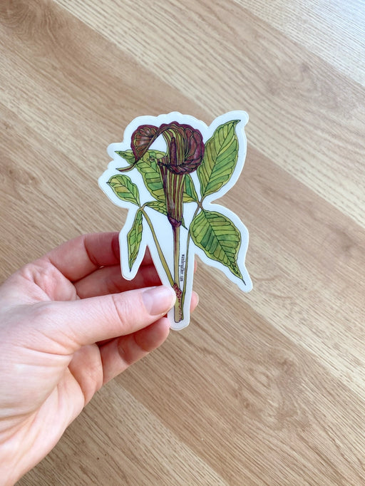Hand holding sticker featuring botanical illustration of Jack in the Pulpit wildflower and foliage on white background