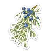 Sticker of an evergreen branch with blue berries on a white background