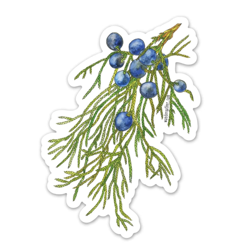 Sticker of an evergreen branch with blue berries on a white background