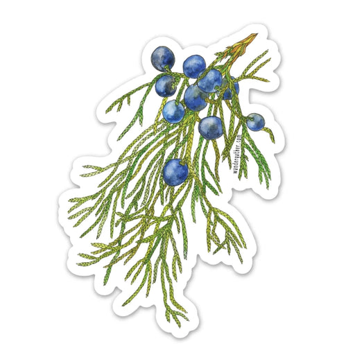 Sticker of an evergreen branch with blue berries on a white background