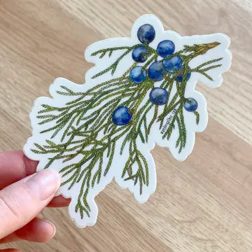 Sticker of an evergreen branch with blue berries on a white background held by a hand 