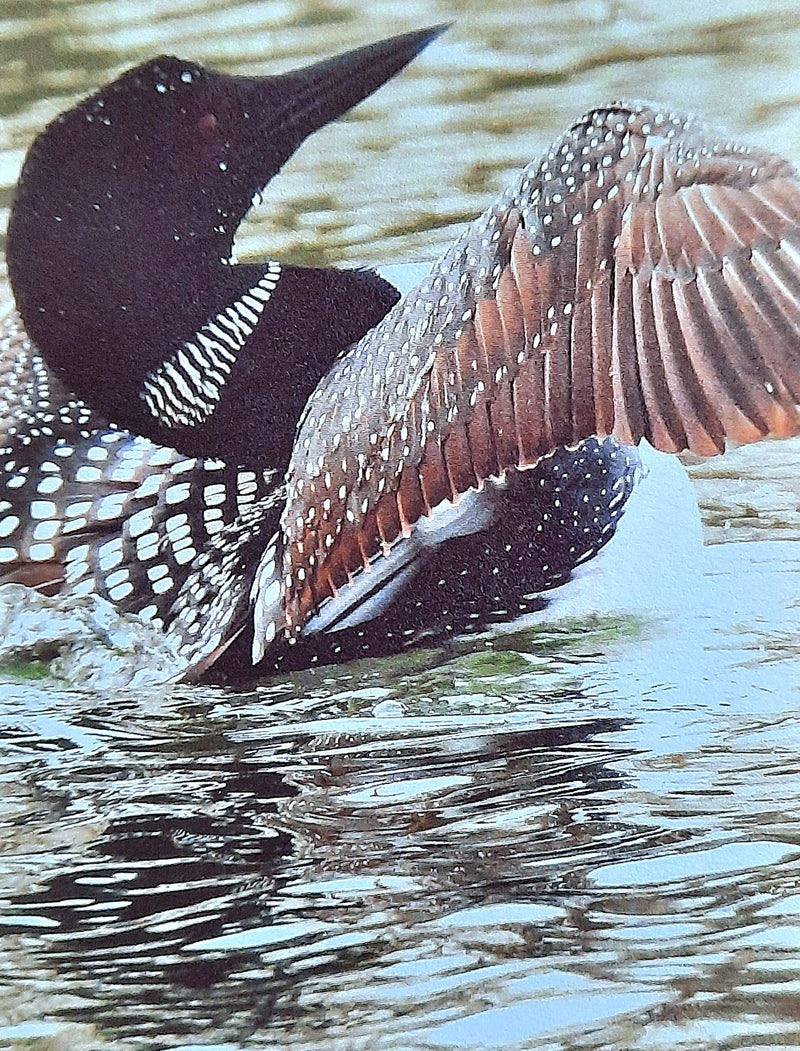 Common Loon Notecard
