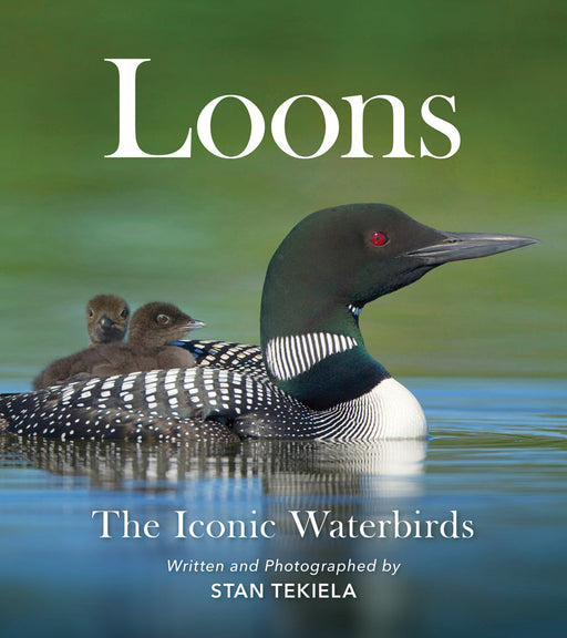 Loons: the Iconic Waterbirds