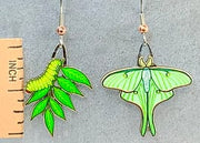 Luna Moth with ruler for scale