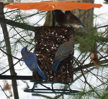 large mammal mayhem spicy hot pepper cylinder with multiple eastern bluebirds feeding