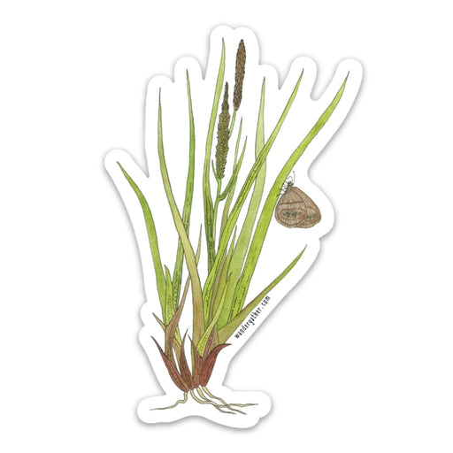 Sticker of a Mitchell's Satyr Butterfly perched on a sedge plant on a white background
