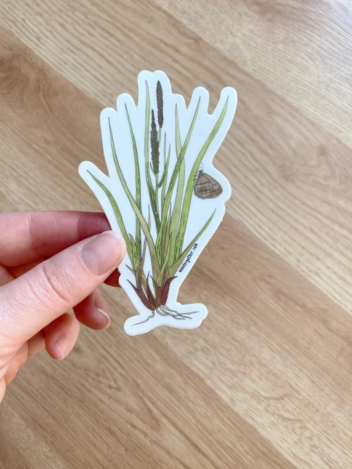 Hand holding a sticker of a Mitchell's Satyr Butterfly perched on a sedge plant on a white background