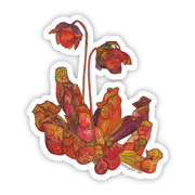 Sticker featuring botanical illustration of wetland wildflower Purple Pitcher Plant on white background