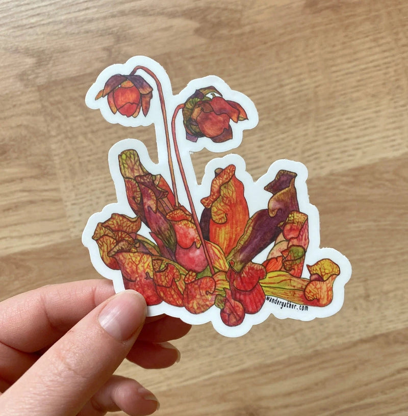 Hand holding a colorful sticker featuring a purple pitcher plant wildflower