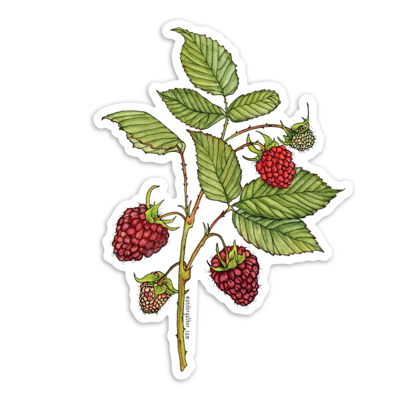 Sticker featuring a red raspberry branch with leaves and berries on a white background