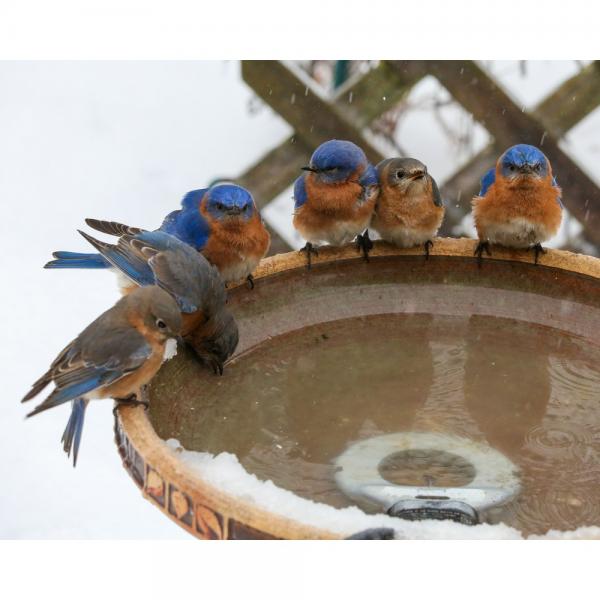 Birds drinking from a snowy bird bath with a white background with de-icer in bath