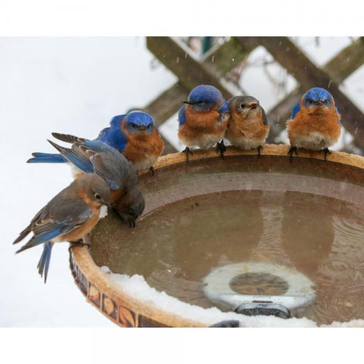 Birds drinking from a snowy bird bath with a white background with de-icer in bath