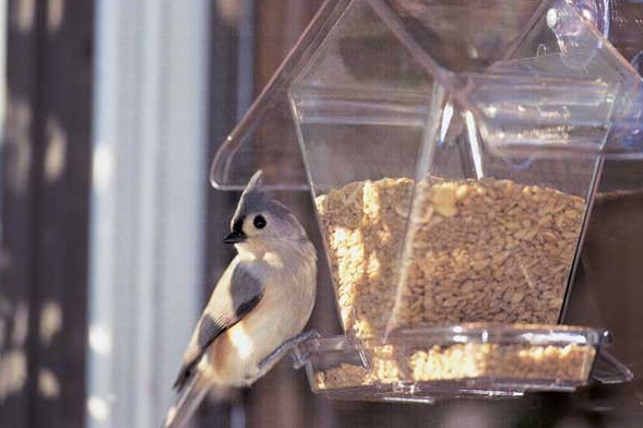 Titmouse perched on a clear bird feeder filled with seeds
