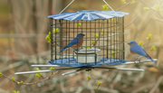 Blue feeder with perch being visited by 2 bluebirds,  soft spring foliage in the background
