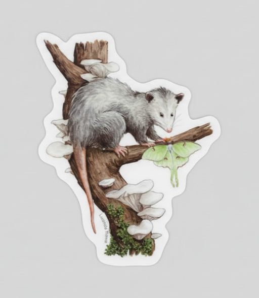 Vinyl Sticker - Opossum with Luna Moth
