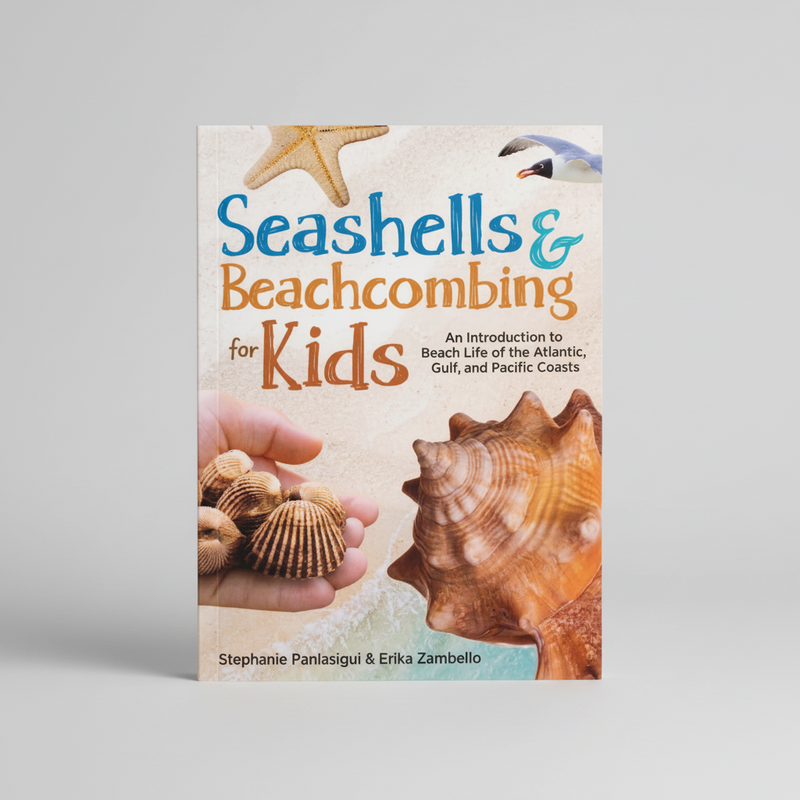 Seashells and Beachcombing For Kids