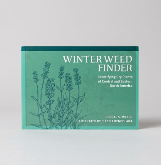 Winter Weed Finder: Identifying Dry Plants of Central and Eastern North America