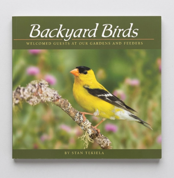 Backyard Birds