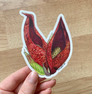 Hand holding sticker featuring botanical illustration of red skunk cabbage wildflower on white background.