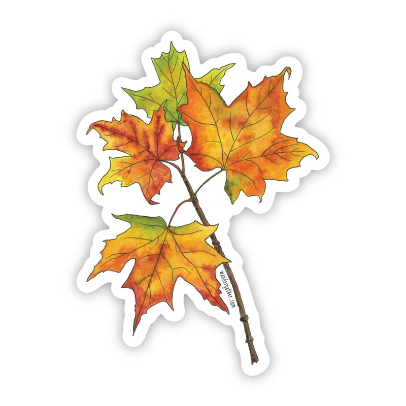 Sticker of sugar maple leaves on a white background