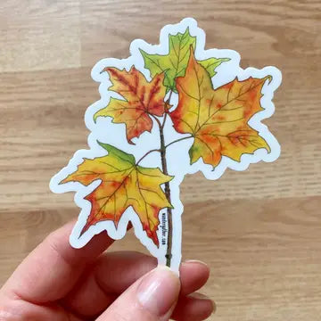 Hand holding sticker of sugar maple leaves on a white background