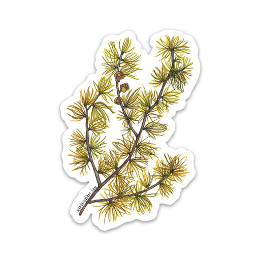 Sticker with a design of conifer branch and cones on a white background