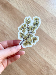 Hand holding a sticker with a design of conifer branch and cones on a white background