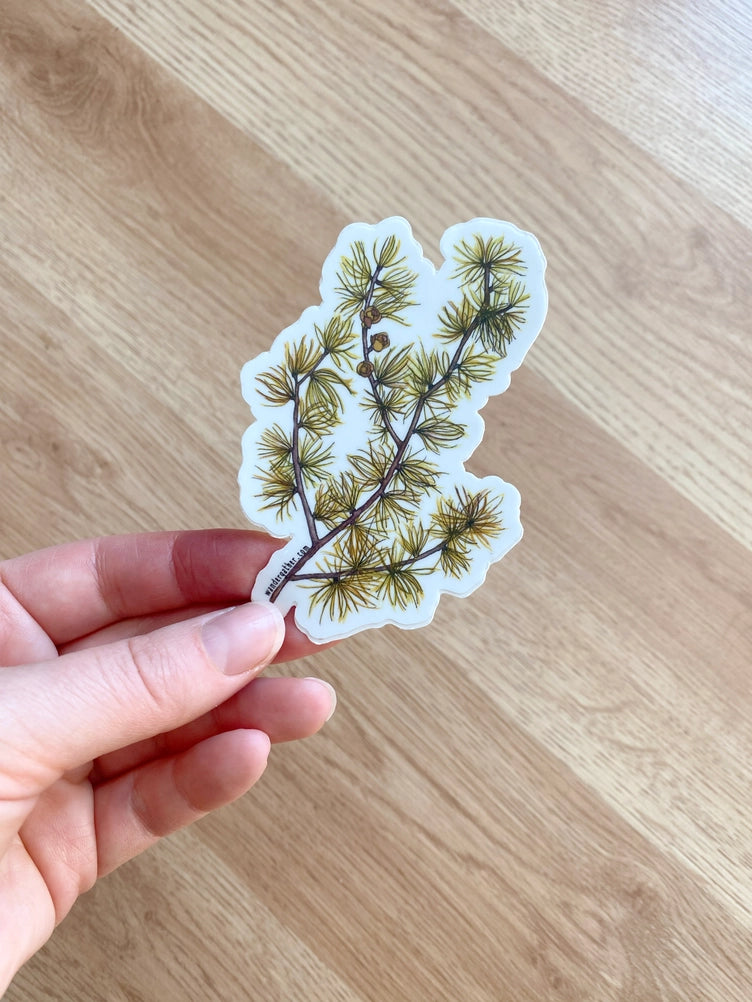 Hand holding a sticker with a design of conifer branch and cones on a white background