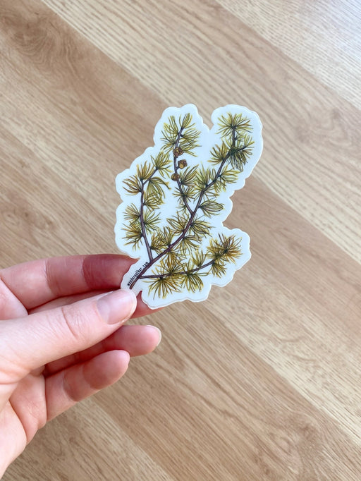 Hand holding a sticker with a design of conifer branch and cones on a white background
