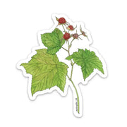 Sticker featuring botanical illustration of thimbleberry plant with green leaves on a white background