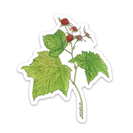 Sticker featuring botanical illustration of thimbleberry plant with green leaves on a white background