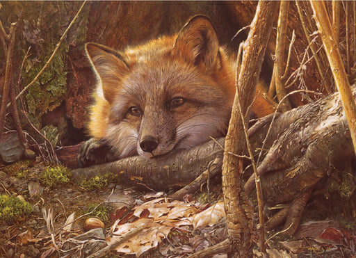 Sunlit fox resting in a forest setting