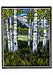 Molly Hashimoto: Trees Boxed Notecard Assortment - Aspens in Spring