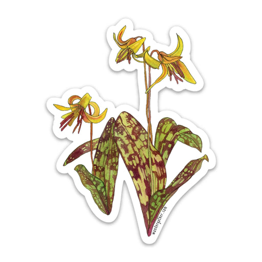 Sticker featuring botanical illustration of yellow trout lily wildflower on white background