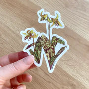 Hand holding sticker featuring botanical illustration of yellow trout lily wildflower on white background