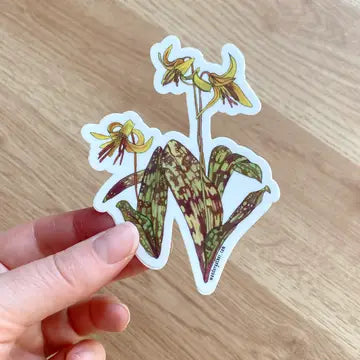 Hand holding sticker featuring botanical illustration of yellow trout lily wildflower on white background