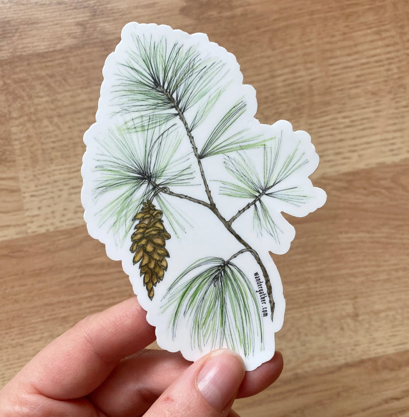 Hand holding a sticker with a pine branch and cone on a white background