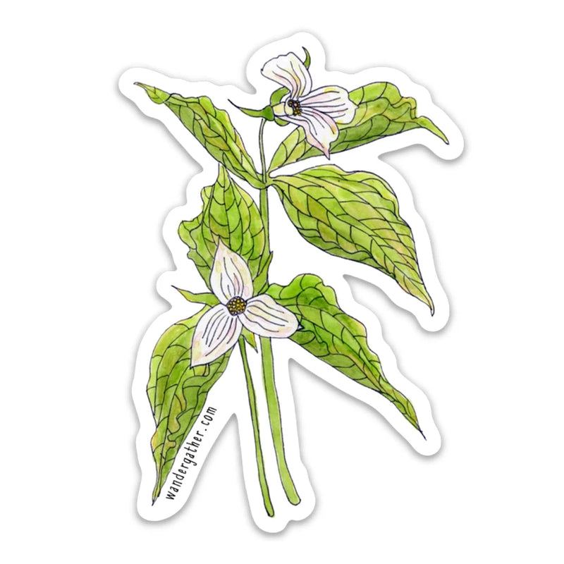Sticker featuring botanical illustration of white trilium flowers with green foliage on a white background