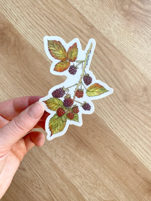 Hand holding a sticker featuring botanical illustration of wild blackberry branch on white background
